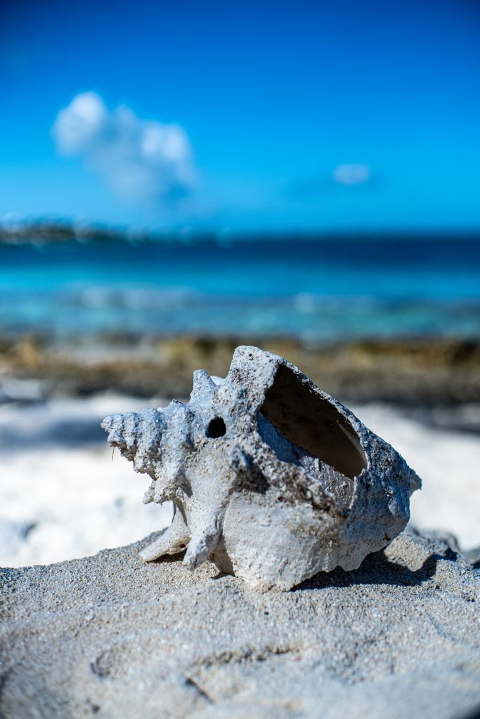 Close-up of a conch shell on a sunny beach in Caicos Islands.